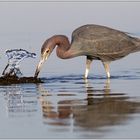 Blaureiher (Egretta caerulea) Little Blue Heron