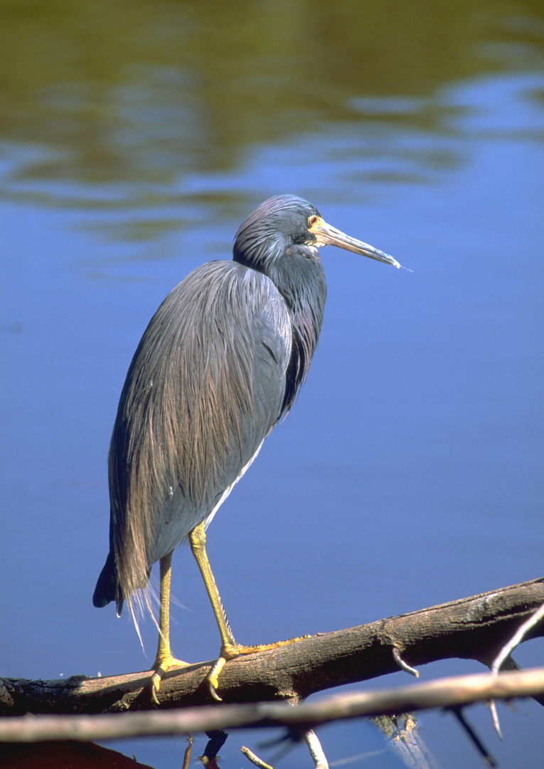 -- Blaureiher --  ( Florida )