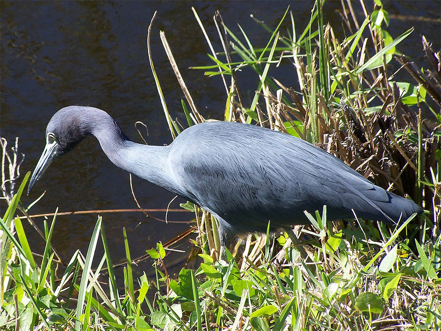 Blaureiher (Florida)