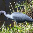 Blaureiher (Florida)