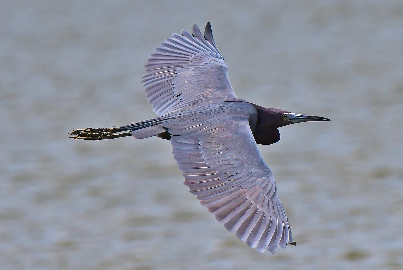 Blaureiher im Flug