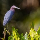 Blaureiher (Little blue Heron)