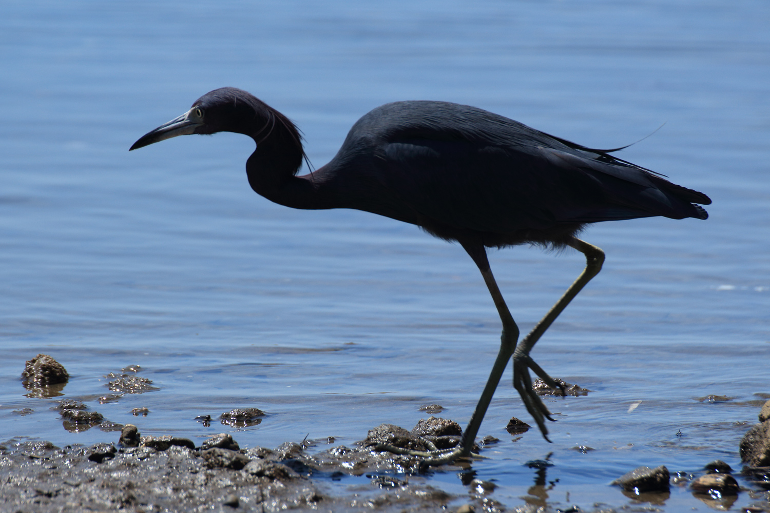 Blaureiher, Panama