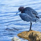 Blaureiher zur Blauen Stunde (Egretta caerulea - Little Blue Heron)