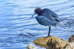 Blaureiher zur Blauen Stunde (Egretta caerulea - Little Blue Heron)