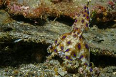 Blauring-Oktopus mit Eiern