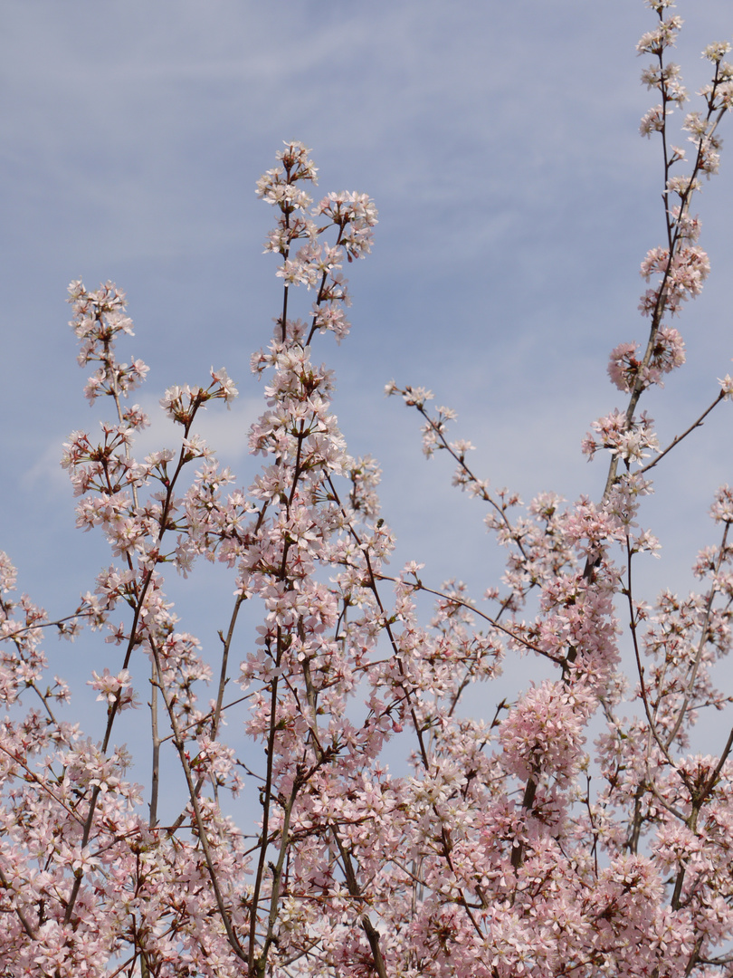 ...blau...rosa...