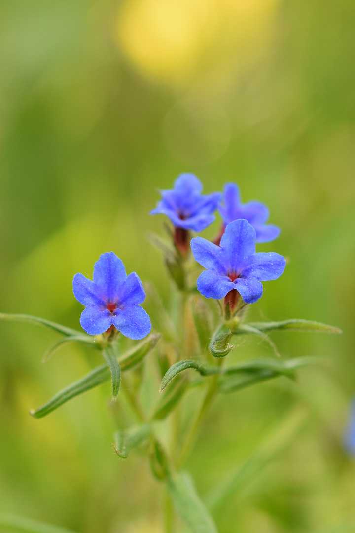 Blaurote Steinsame (Aegonychon purpurocaeruleum)