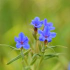 Blaurote Steinsame (Aegonychon purpurocaeruleum)