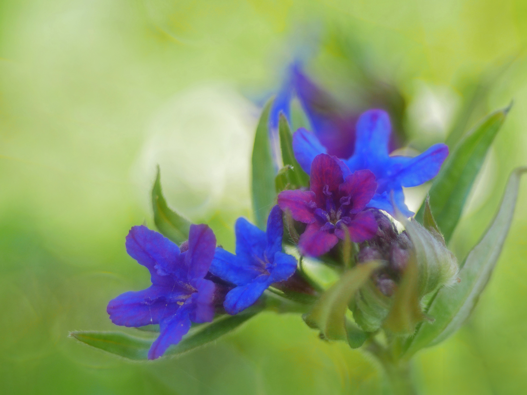 Blauroter Steinsame, (Aegonychon purpurocaeruleum)