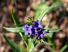 Blauroter Steinsame?