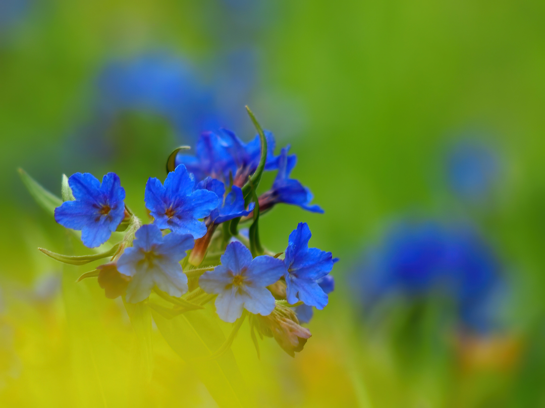 Blauroter Steinsame (Lithospermum purpurocaeruleum)