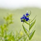 Blauroter Steinsame (Lithospermum purpurocaeruleum)