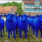 Blauschafe im Kloster Maulbronn