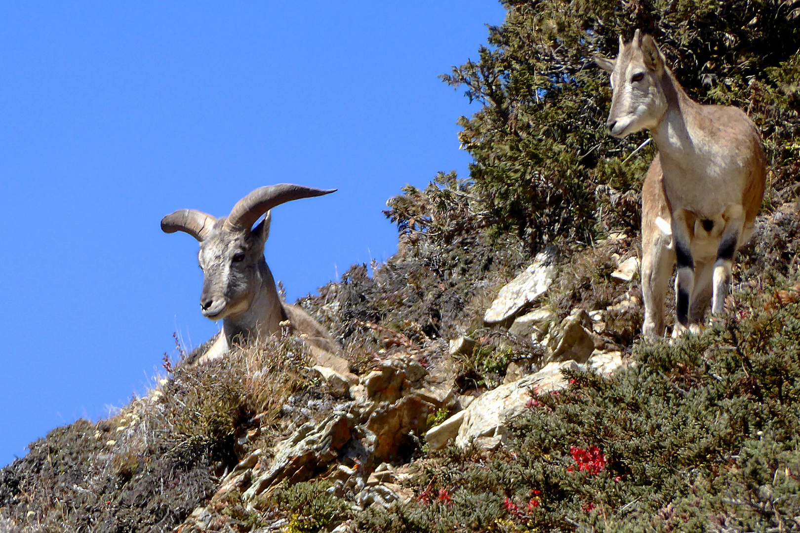 Blauschafe in Nepal