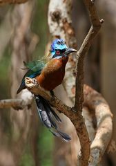 Blauscheitel Motmot