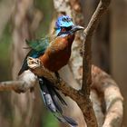 Blauscheitel Motmot