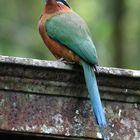 Blauscheitel Motmot