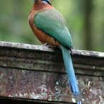 Blauscheitel Motmot