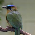 Blauscheitel Motmot