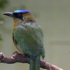 Blauscheitel Motmot