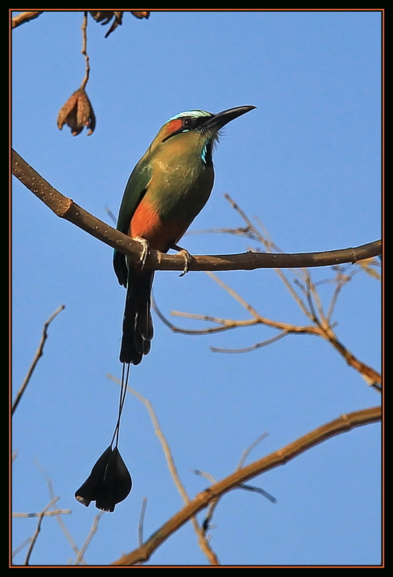 Blauscheitel-Motmot