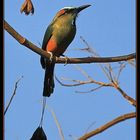 Blauscheitel-Motmot