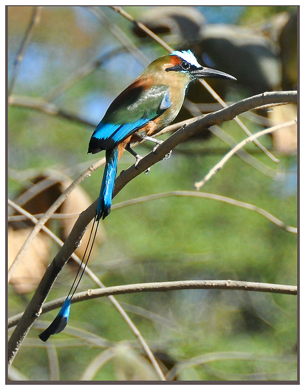 Blauscheitelmotmot