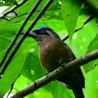 Blauscheitelmotmot