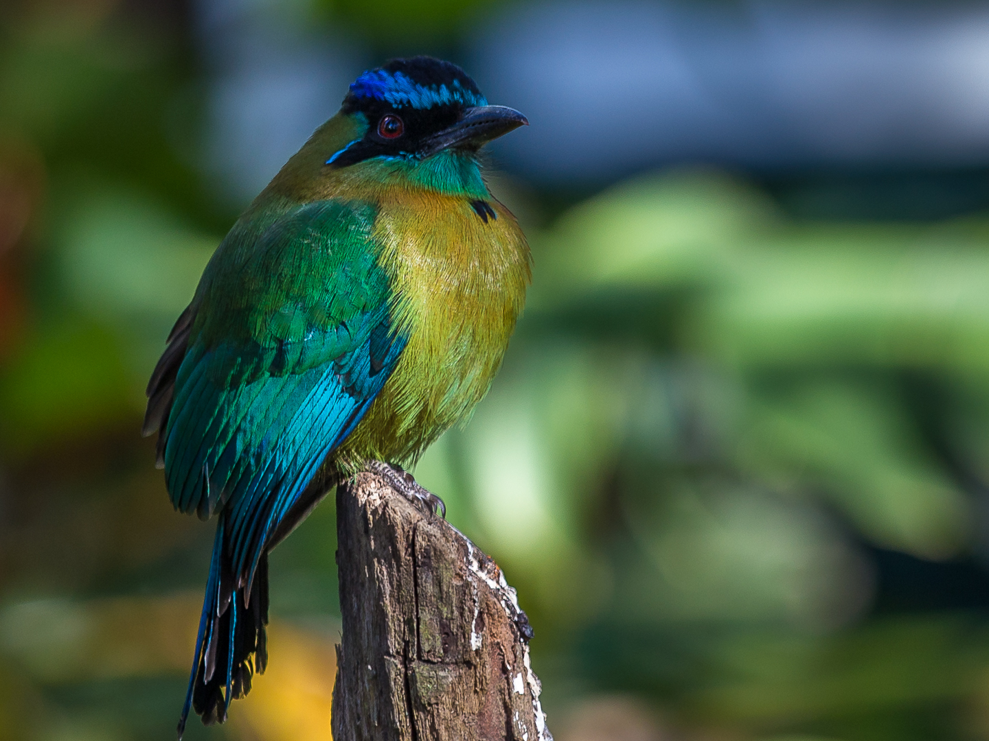 Blauscheitelmotmot