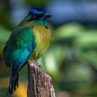 Blauscheitelmotmot