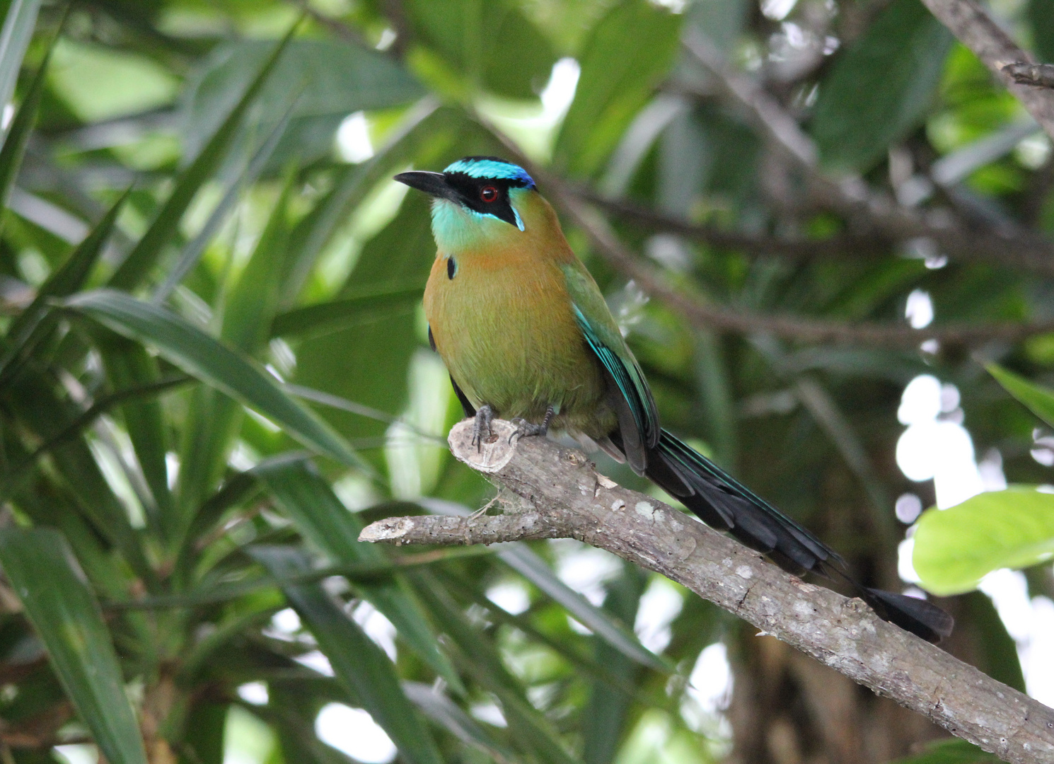 Blauscheitelmotmot