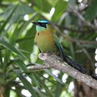 Blauscheitelmotmot