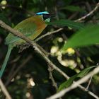 Blauscheitelmotmot