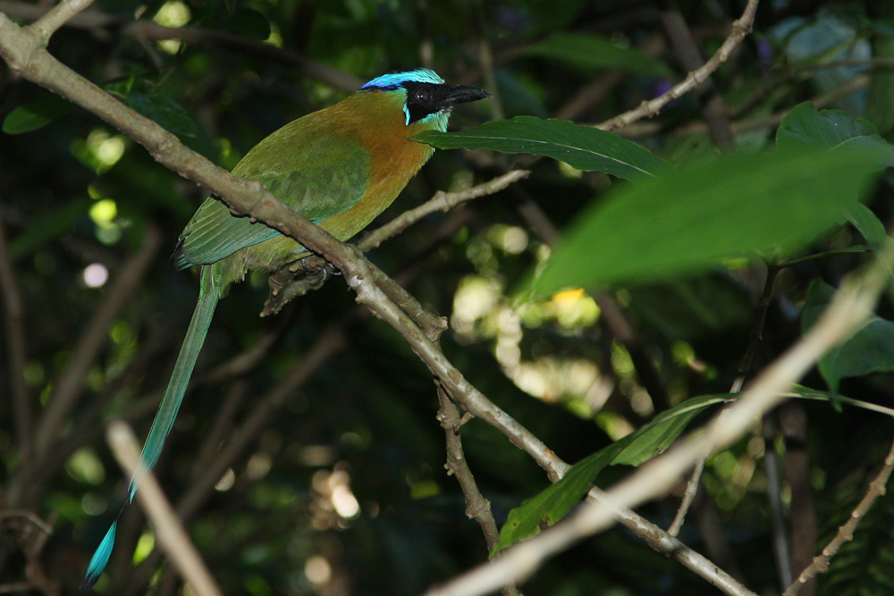 Blauscheitelmotmot