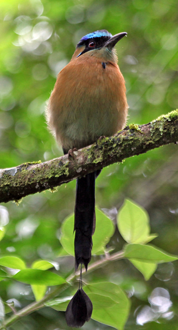 Blauscheitelmotmot