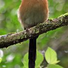 Blauscheitelmotmot