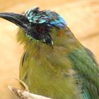 Blauscheitelmotmot