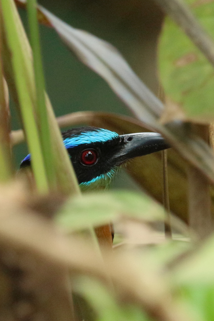 Blauscheitelmotmot ( Momotus coeruliceps )