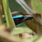 Blauscheitelmotmot ( Momotus coeruliceps )