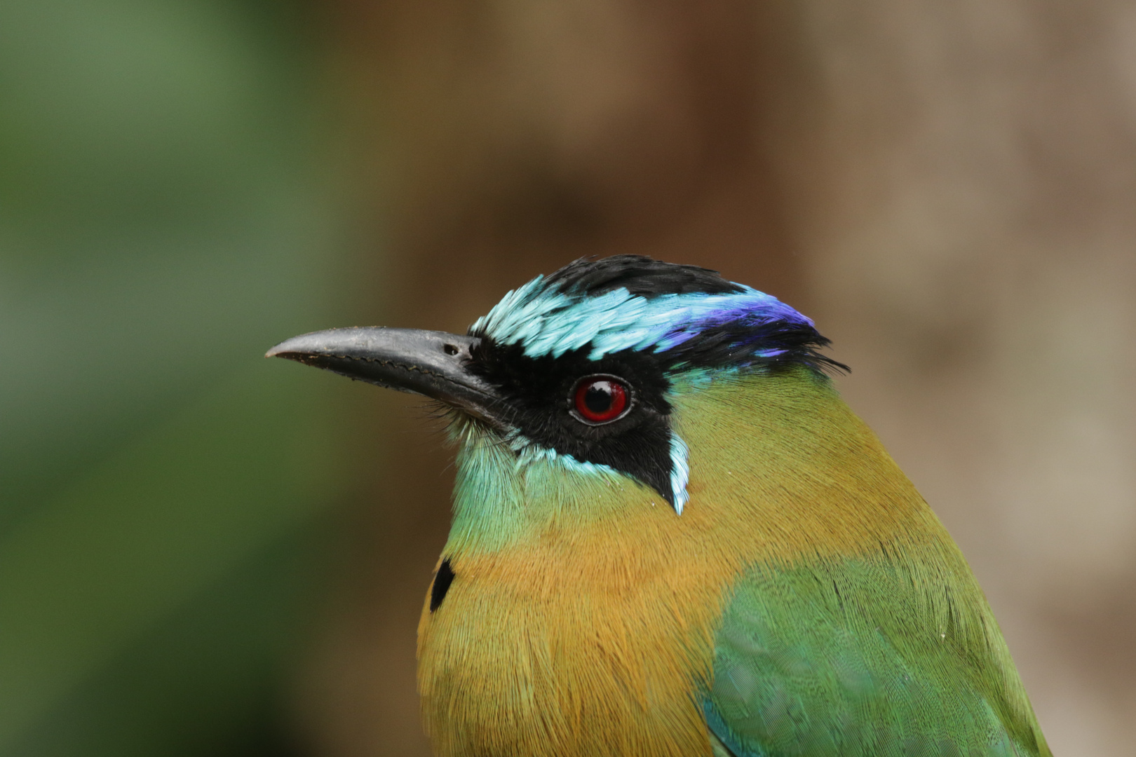 Blauscheitelmotmot (Momotus momota)