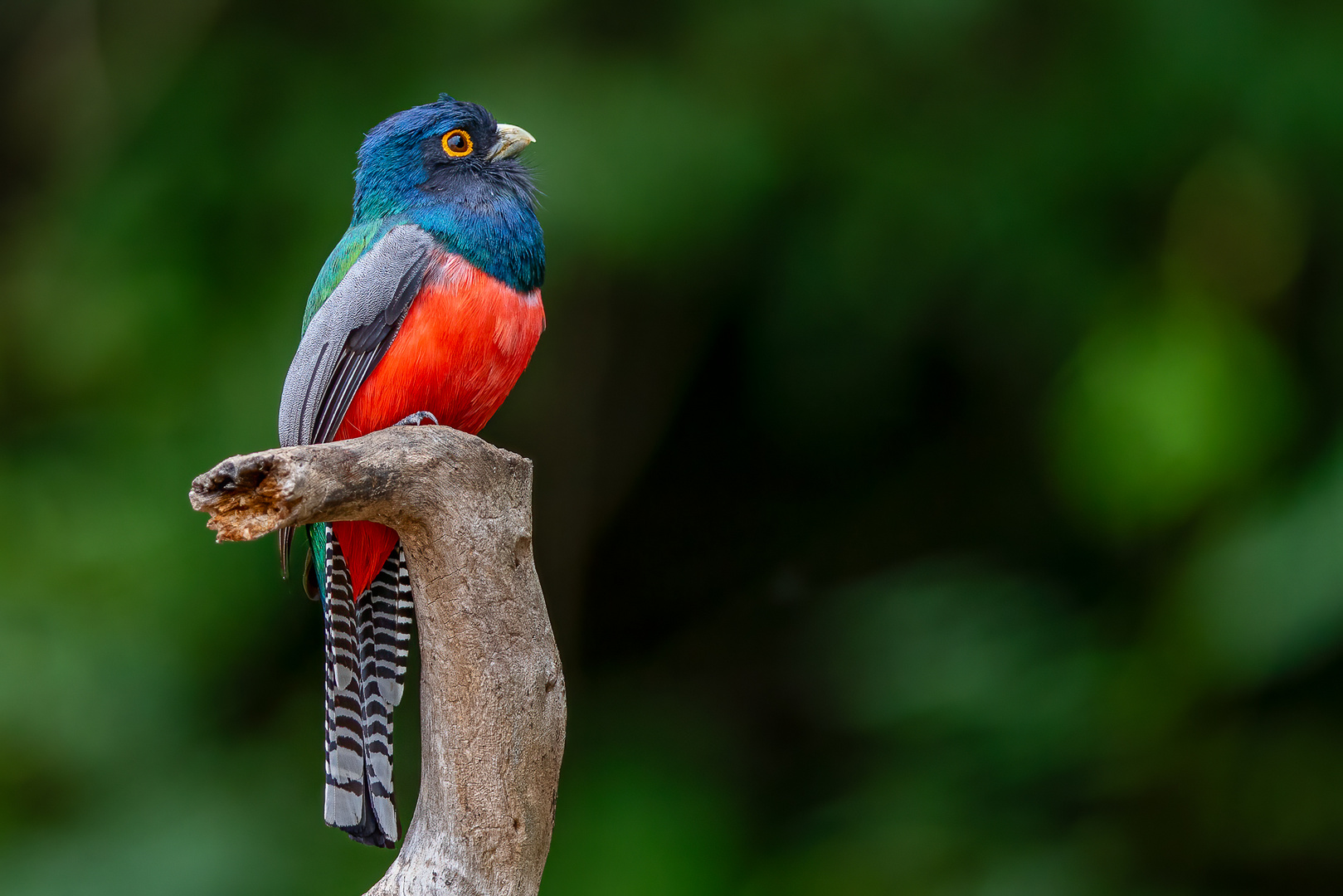Blauscheiteltrogon (BlueCrowned Trogon) Foto & Bild tiere, wildlife