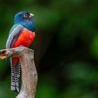 Blauscheiteltrogon (Blue-Crowned Trogon)