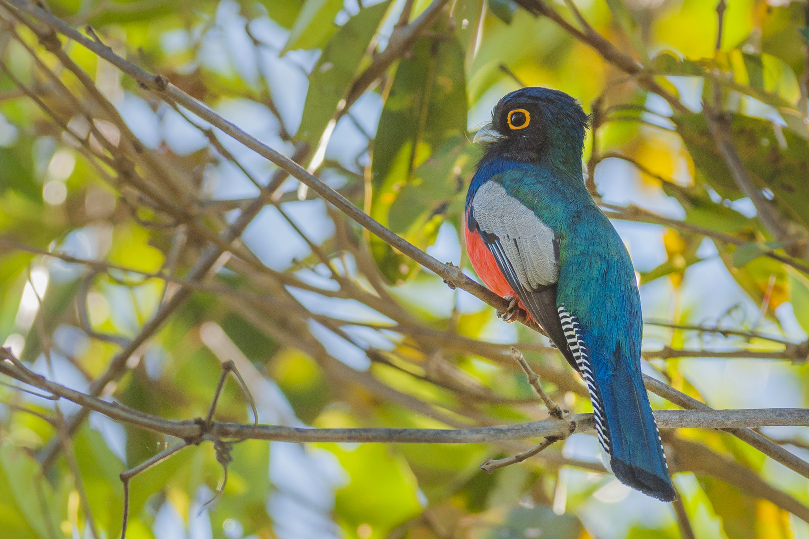 Blauscheiteltrogon - III