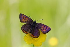 Blauschillernder Feuerfalter