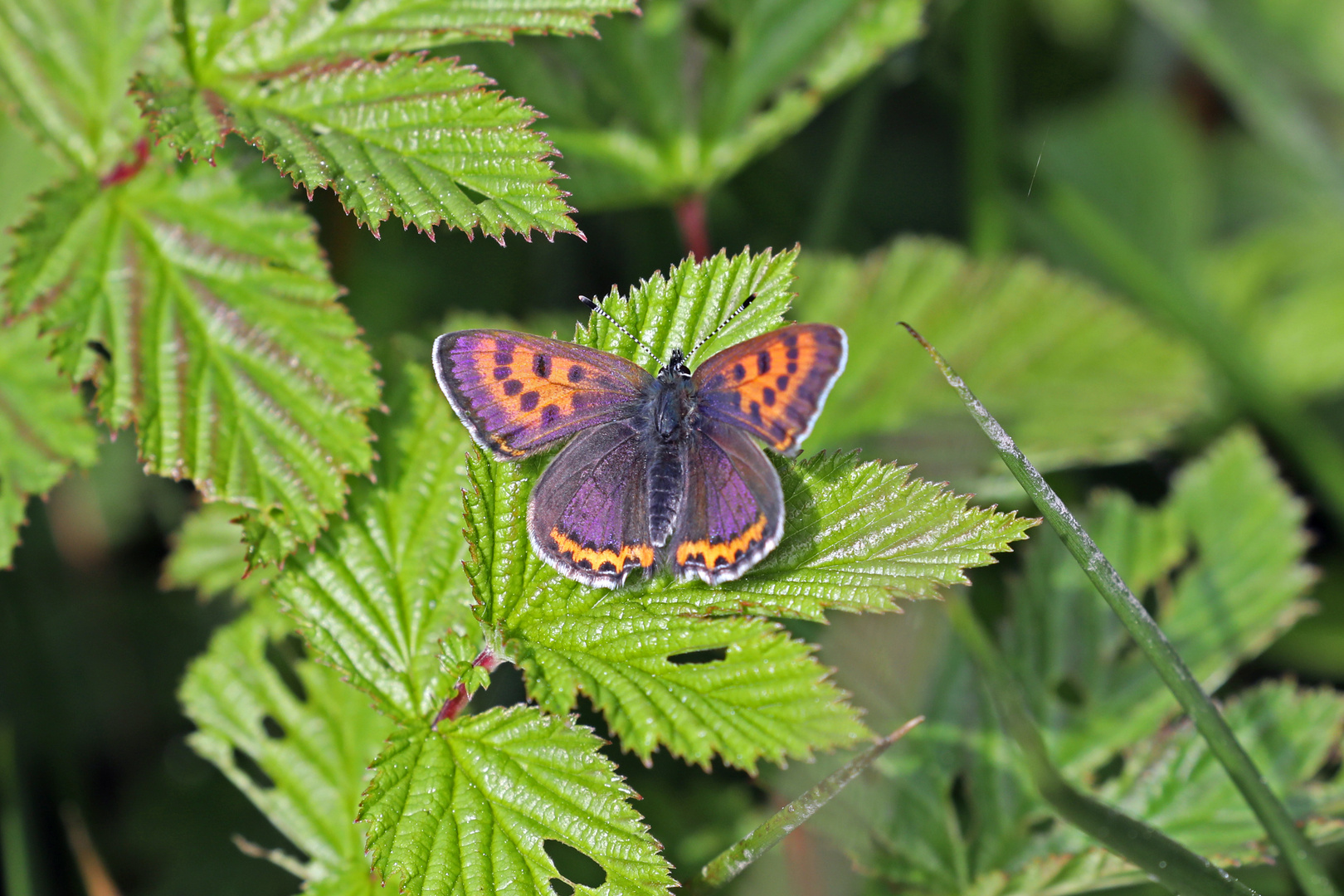 Blauschillernder Feuerfalter