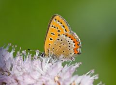 Blauschillernder Feuerfalter '