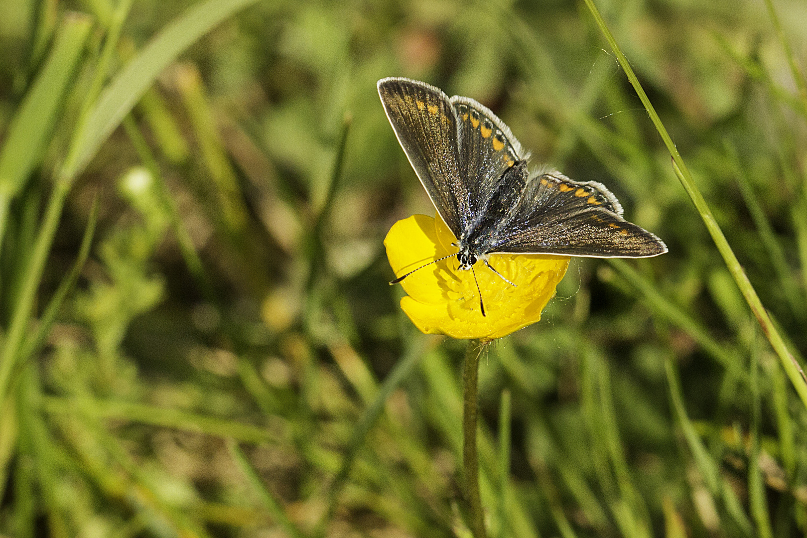 Blauschillernder Feuerfalter