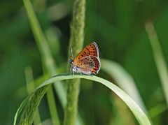 Blauschillernder Feuerfalter