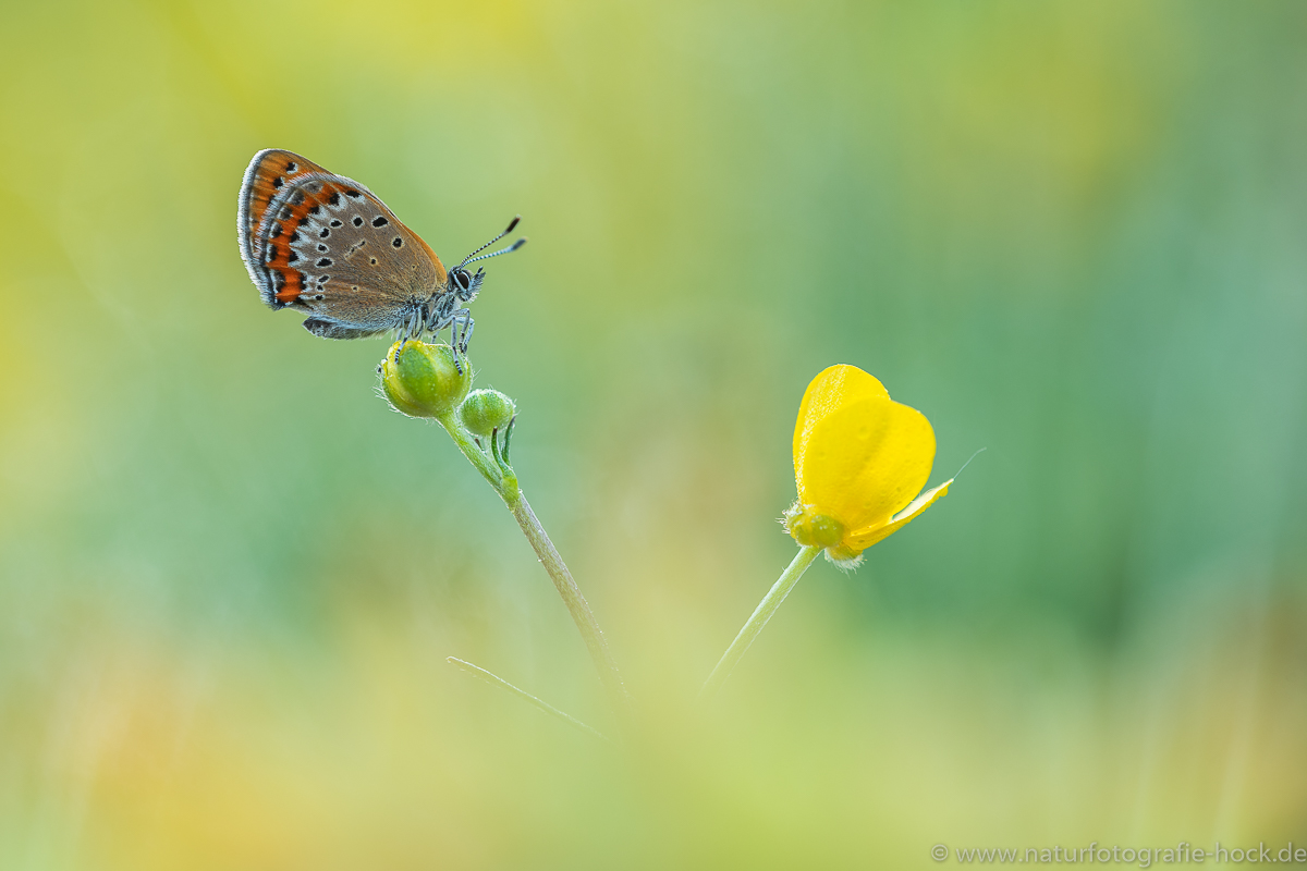 ~ Blauschillernder Feuerfalter ~